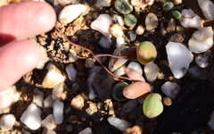 Bulbine dactylopsoides