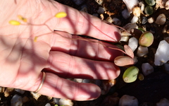 Bulbine dactylopsoides