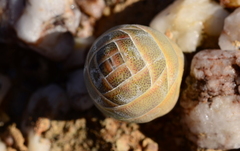 Crassula barklyi