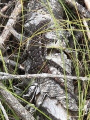 Sceloporus undulatus