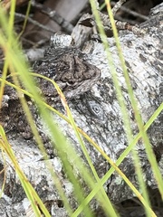 Sceloporus undulatus