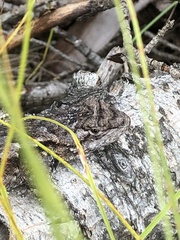 Sceloporus undulatus