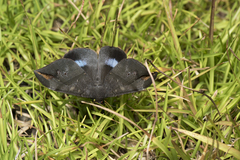 Ischyja ferrifracta