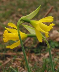 Narcissus cuneiflorus