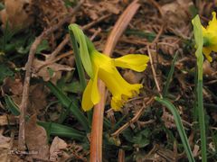 Narcissus cuneiflorus