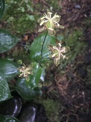 Tricyrtis hirta