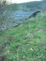 Narcissus cuneiflorus