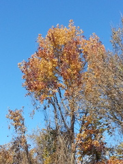 Diospyros virginiana