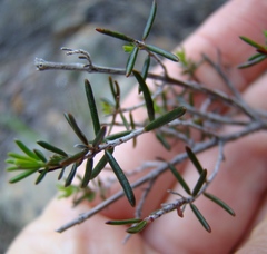 Erica botryoides