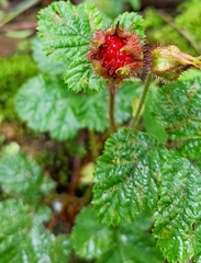 Rubus nepalensis