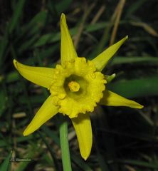 Narcissus cuneiflorus