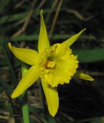 Narcissus cuneiflorus