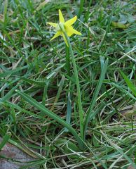 Narcissus cuneiflorus