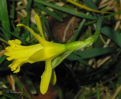 Narcissus cuneiflorus