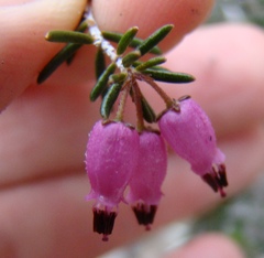 Erica botryoides