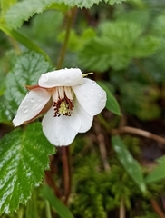 Rubus nepalensis