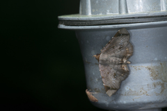 Mecodina albodentata