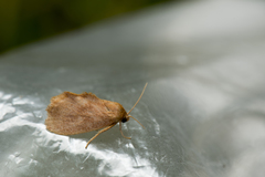 Flavinarosa obscura