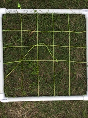 Schoenus maschalinus