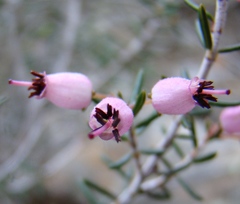Erica botryoides
