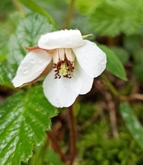 Rubus nepalensis