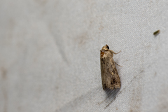 Oglasa sordida