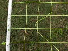 Schoenus maschalinus