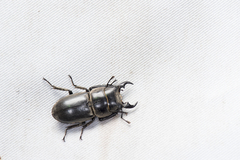 Serrognathus kyanrauensis