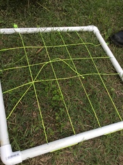 Schoenus maschalinus