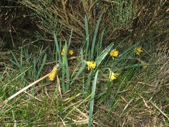 Narcissus cuneiflorus
