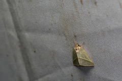 Hylophilodes tsukusensis