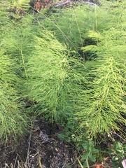 Equisetum sylvaticum