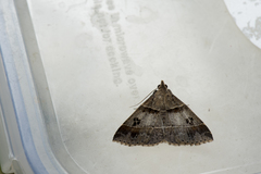 Bertula quadripuncta