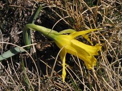 Narcissus cuneiflorus