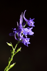 Delphinium verdunense