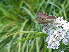 Lycaena tityrus