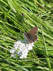 Lycaena tityrus