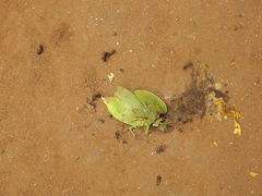 Teratodes monticollis