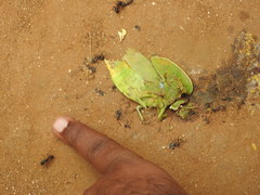 Teratodes monticollis