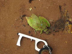 Teratodes monticollis