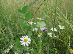 Pisum sativum sativum