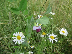 Pisum sativum sativum