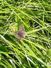 Lycaena tityrus