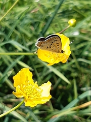 Lycaena tityrus