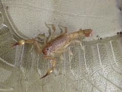 Mesomexovis subcristatus