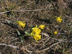 Narcissus cuneiflorus