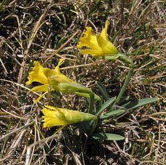 Narcissus cuneiflorus