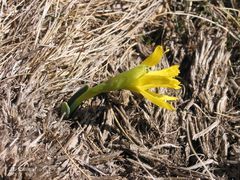 Narcissus cuneiflorus