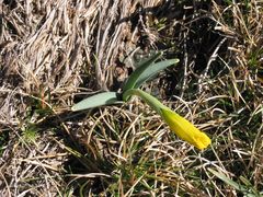 Narcissus cuneiflorus