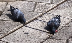 Columba livia domestica